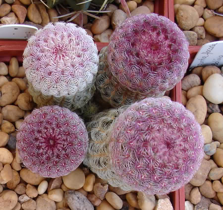 echinocactusrigidissimusrubispinus0.jpg