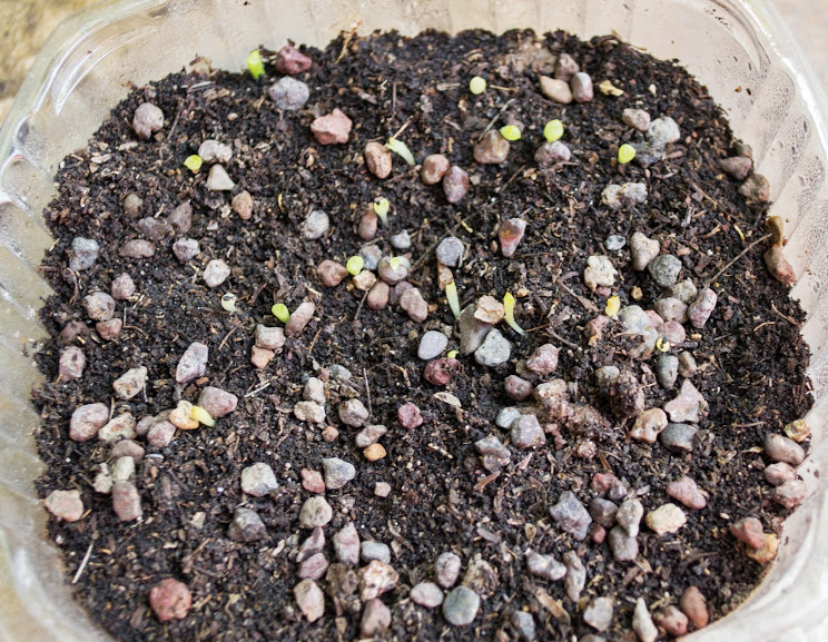 echinocereus+2.jpg