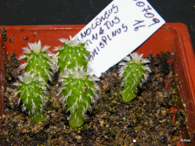 Echinocereus%20Pectinatus%20Rubrispinus%20016%2020091126.jpg