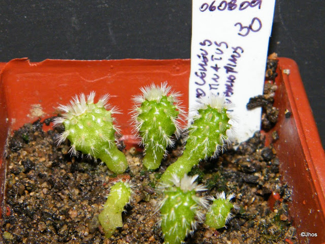 Echinocereus%20Pectinatus%20Rubrispinus%20030%2020091126.jpg