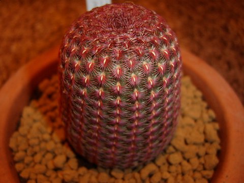 Echinocereus%20rigidissimus%20v%20rubrispinus.jpg