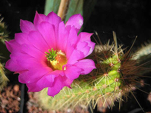 Echinocereus%20spinigemmatus%20%282%29.JPG