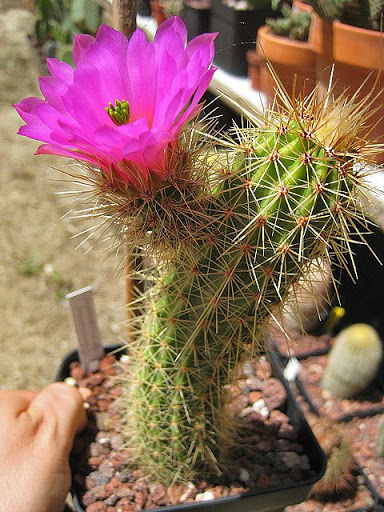 Echinocereus%20spinigemmatus.JPG
