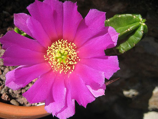 Echinocereus%20viereckii%20morricalii.JPG