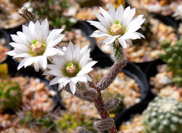 Echinocereus%2B%2528Wilcoxia%2529%2Balbiflorus.jpg