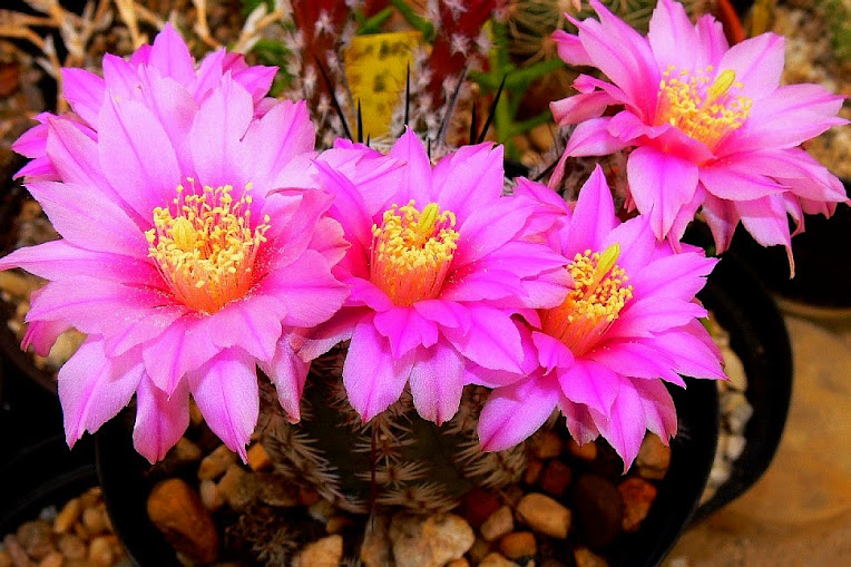 Echinocereus%2Badustus.jpg