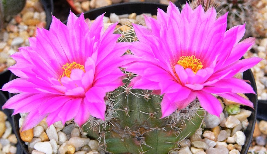 echinocereus%2Bamoenus.jpg