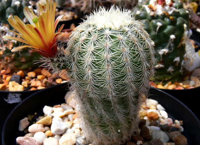 Echinocereus%2Bcarmenensis.jpg