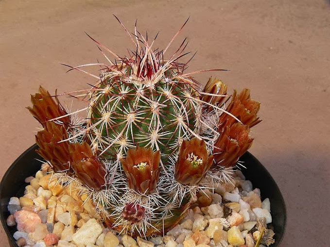 Echinocereus%2Bchloranthus%2Bcylindricus.jpg