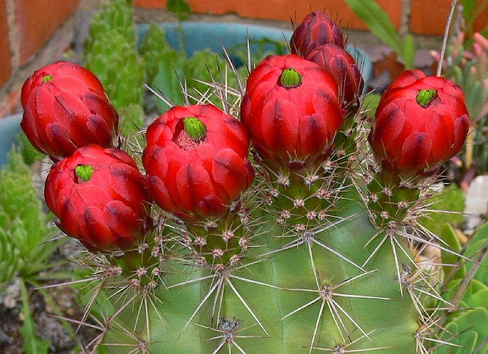 Echinocereus%2Bcoccineus.jpg