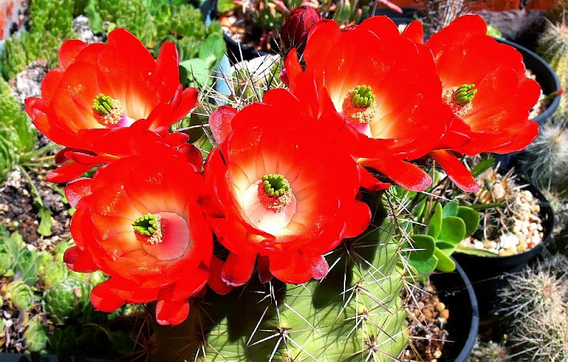 Echinocereus%2Bcoccineus1.jpg