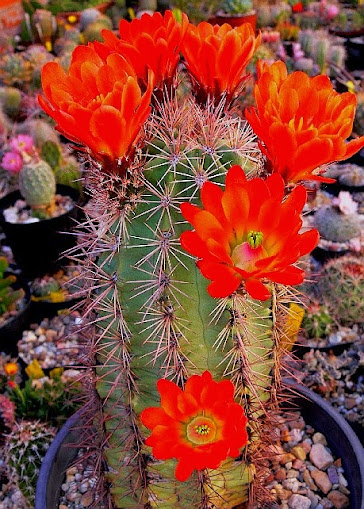 Echinocereus%2Bcoccineus2.jpg