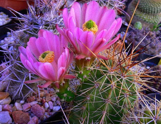 Echinocereus%2Bcoccineus3.jpg