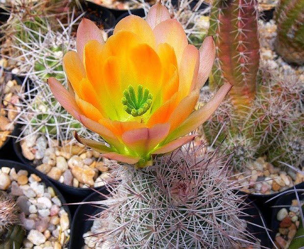 Echinocereus%2Bcoccineus5.jpg