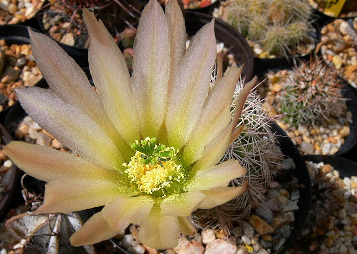 Echinocereus%2Bcoccineus6.jpg