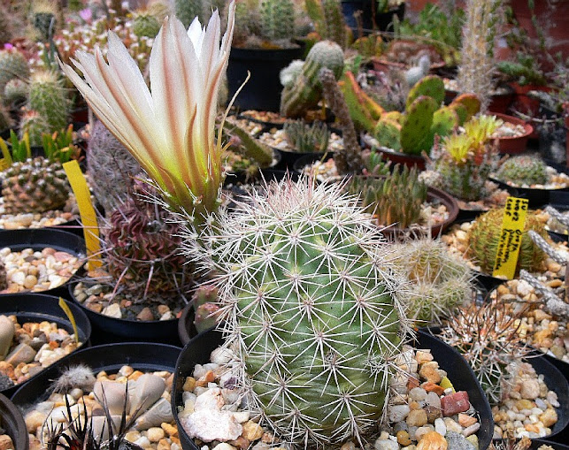 Echinocereus%2Bcoccineus7.jpg