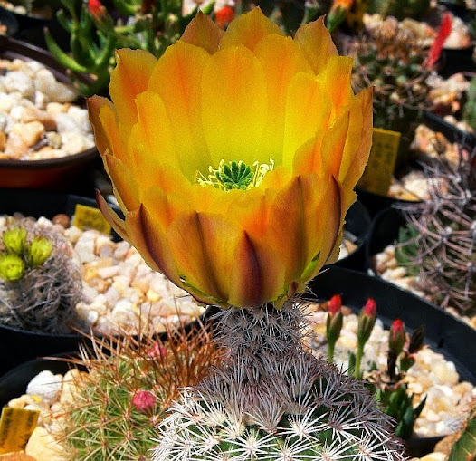 echinocereus%2Bdasyacanthus.jpg