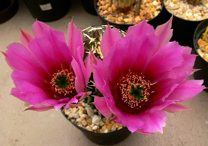 Echinocereus%2Bfendleri%2Bhempeli.jpg