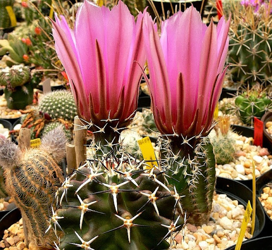 Echinocereus%2Bfendleri%2Bhempeli1.jpg