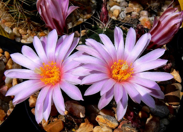 Echinocereus%2Bknippelianus.jpg