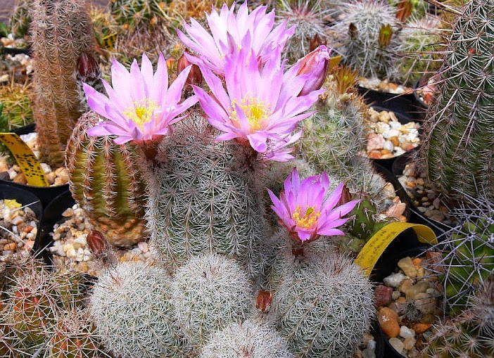 echinocereus%2Blauii.jpg
