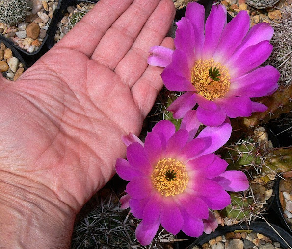 Echinocereus%2Bpentalophus%2Bprocumbens2.jpg