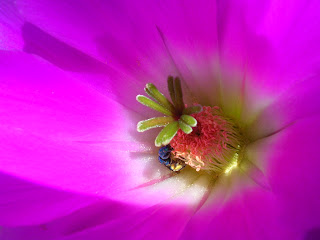 echinocereus%2Bpentalophus%2Btesi.JPG