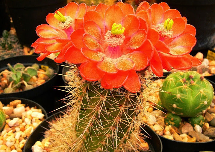 Echinocereus%2Bpolyacanthus.jpg