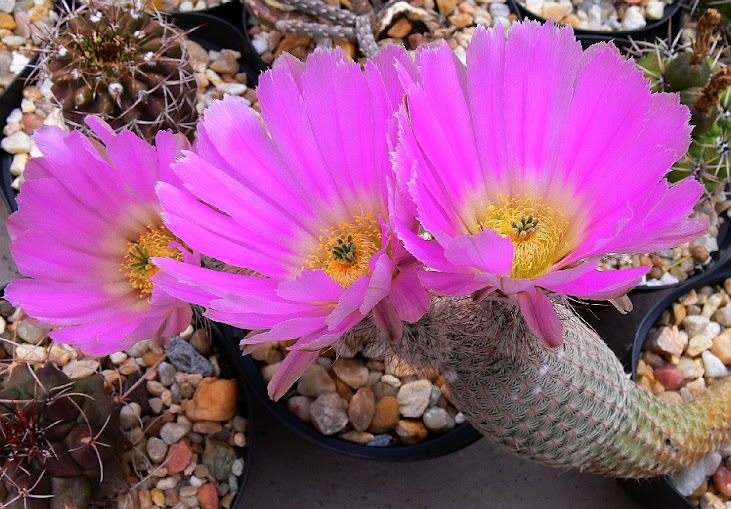 Echinocereus%2Bprimolanatus.jpg