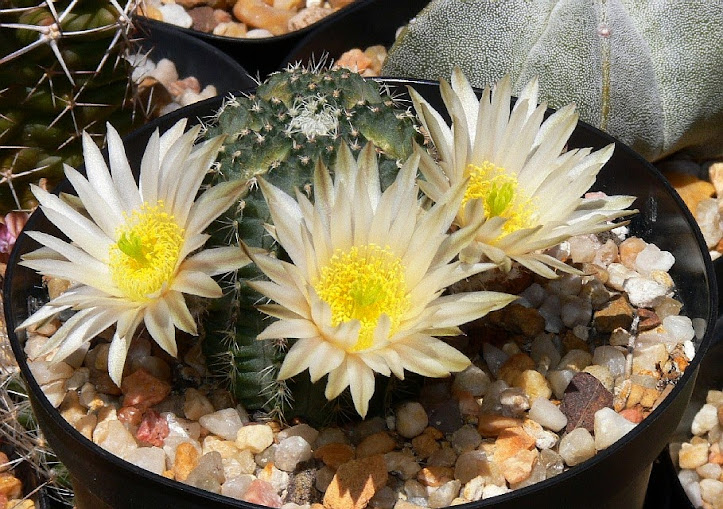 Echinocereus%2Bpulchellus%2Bsharpii.jpg