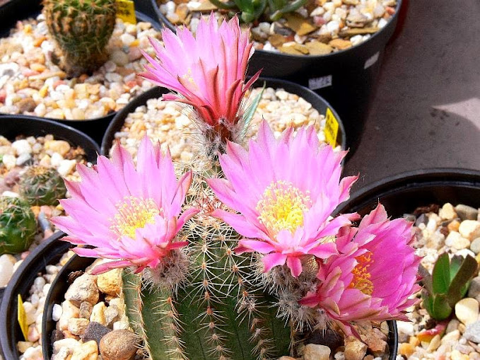 Echinocereus%2Bpulchellus%2Bweinbergii.jpg