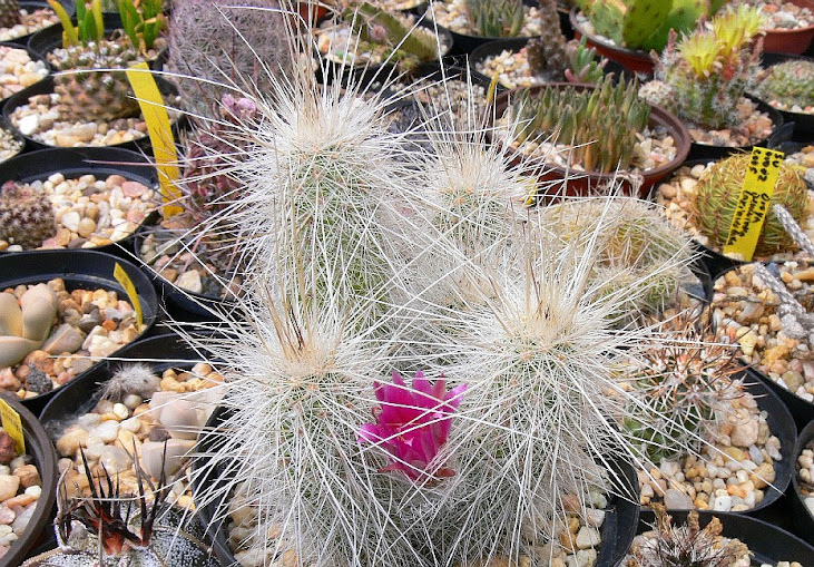 Echinocereus%2Brayonensis.jpg