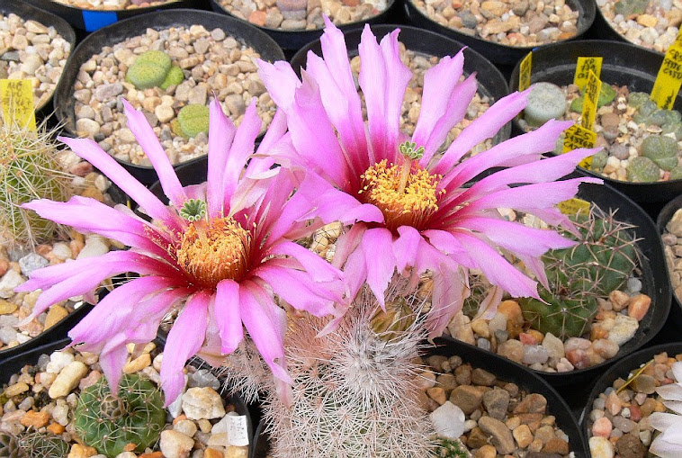 Echinocereus%2Breichembachii%2Bbaileyi.jpg