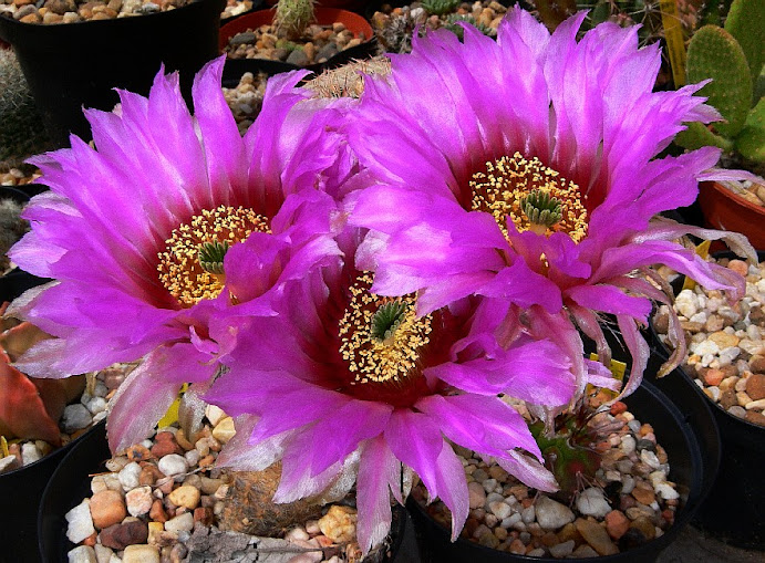 Echinocereus%2Breichembachii%2Bperbellus.jpg
