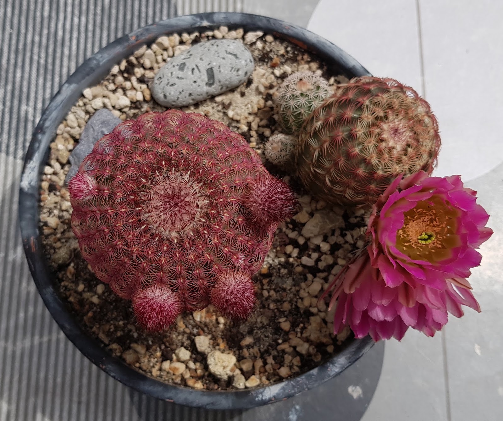 Echinocereus%2Brigidissimus%2Bvar.%2Brubispinus%2Bcenital.jpg
