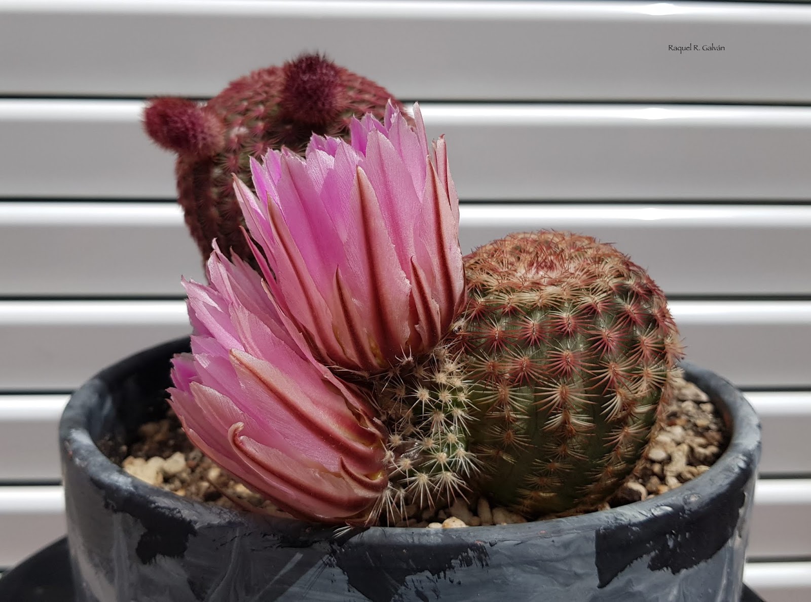 Echinocereus%2Brigidissimus%2Bvar.%2Brubispinus%2Bladeado.jpg