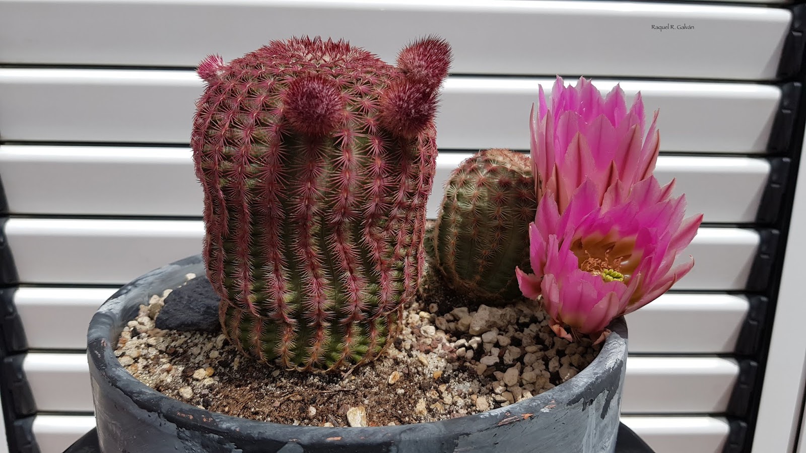 Echinocereus%2Brigidissimus%2Bvar.%2Brubispinus.jpg