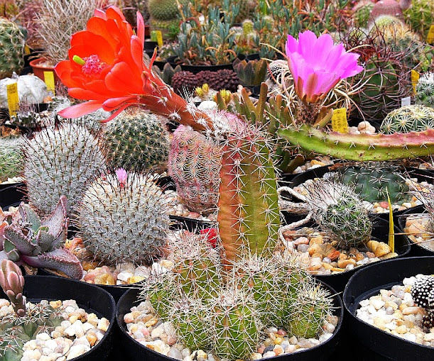 Echinocereus%2Bscheeri.jpg