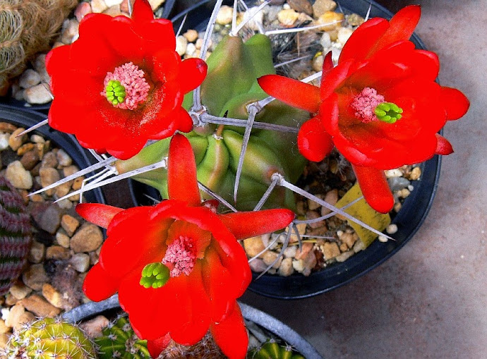 Echinocereus%2Btriglochidiatus.jpg