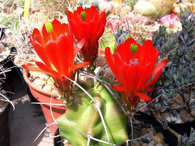 Echinocereus%2Btriglochidiatus1.jpg