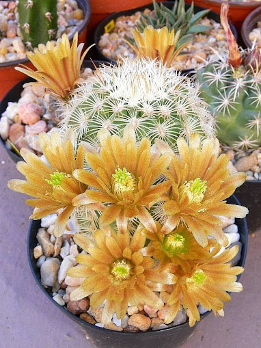 Echinocereus%2Bviridiflorus%2Bcorellii.jpg