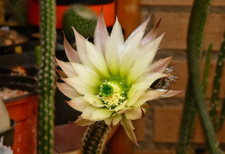 Echinocereus%2Bwaldeisii.jpg