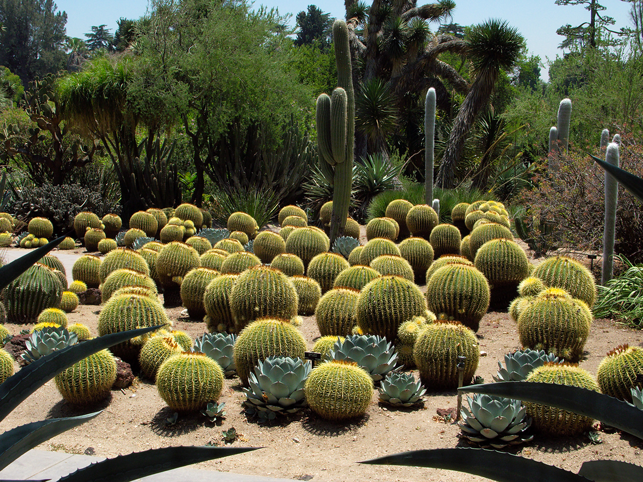 Echinocereus-grusonii-golden-barrel-cactus-garden-Huntington-Bot-Gard-2010-08-04-IMG_6365-big.jpg