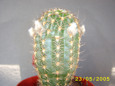 ECHINOCEREUS.jpg