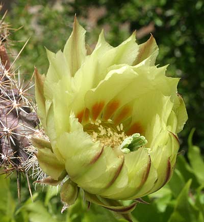 echinocereus-papillosus.jpg