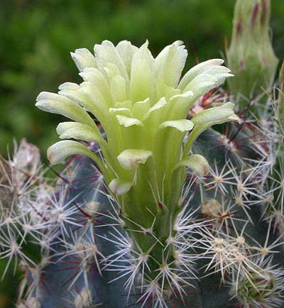 echinocereus-viridiflorus.jpg