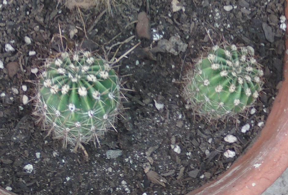 echinocereus4.jpg