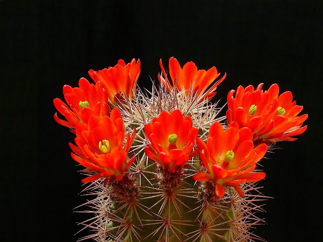 echinocereus7ii.jpg