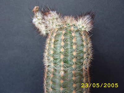 ECHINOCEREUS_2.jpg