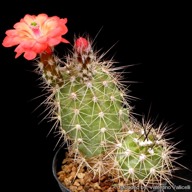 Echinocereus_coccineus_var._paucispinus_3984_l.jpg